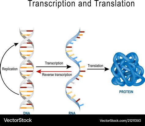 dna replication vs transcription translation.